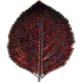 Artikelbild für COSTA NOVA »Hydrangea« Platte, Länge: 218 mm, Breite: 190 mm, Vigne